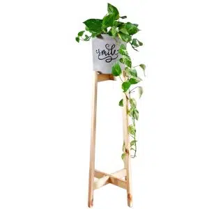 JUEGO CROISETTE (Planta Photus + Parante + Maceta) | 1.10mts