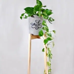 Alternative view of JUEGO CROISETTE (Planta Photus + Parante + Maceta) | 1.10mts