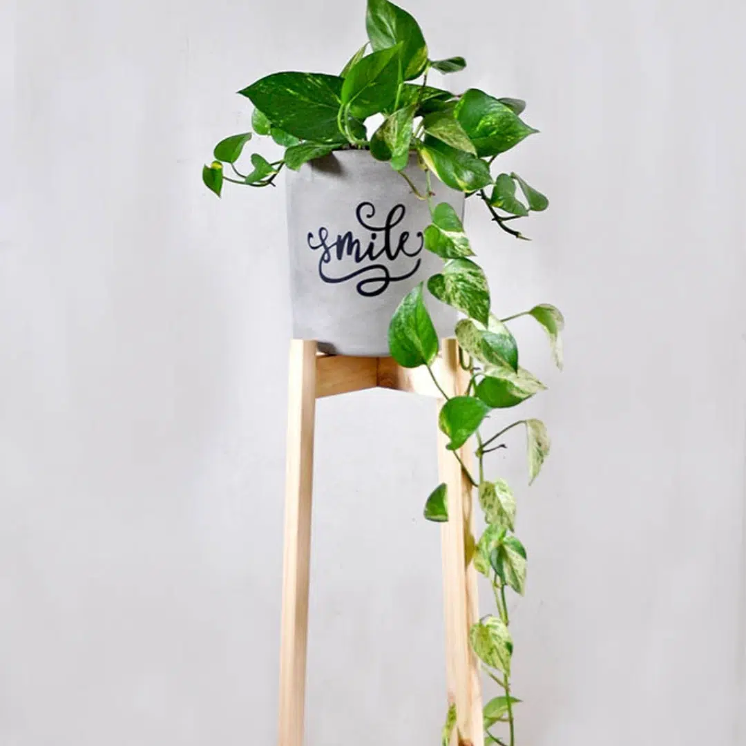 JUEGO CROISETTE (Planta Photus + Parante + Maceta) | 1.10mts - Imagen 2
