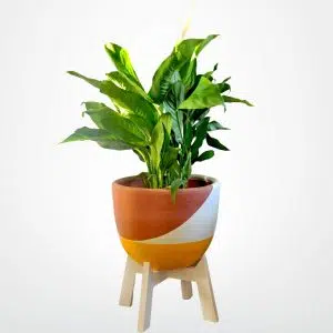 JUEGO LAVANDA (Planta Espatifilo + Parante + Maceta) | 80cm