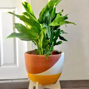 Alternative view of JUEGO LAVANDA (Planta Espatifilo + Parante + Maceta) | 80cm