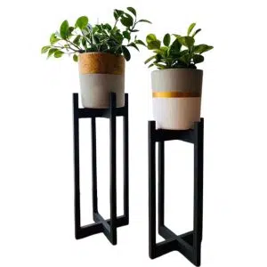 JUEGO NOTRE DAME (Planta Peperonias + Parante + Maceta) | 80cm