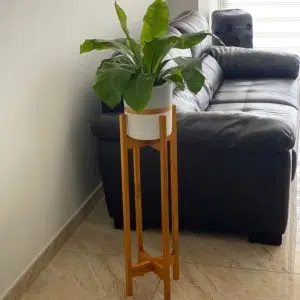 Alternative view of JUEGO TRIUNFO I (Planta helecho aleman + Parante + Maceta) | 1.10mts