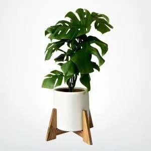 JUEGO TULLERIAS (Planta Costilla de adan + Parante + Maceta) | 80 cm