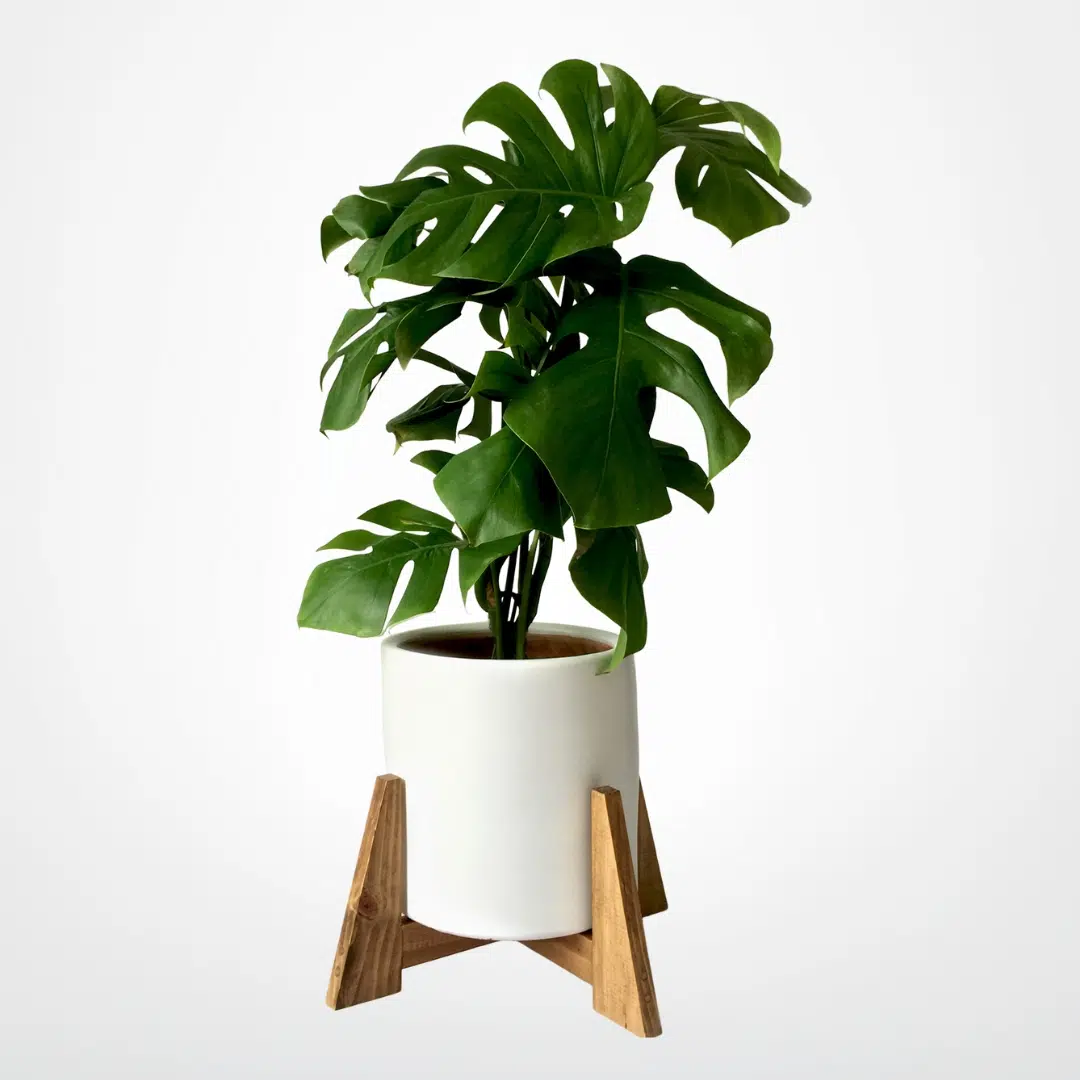 JUEGO TULLERIAS (Planta Costilla de adan + Parante + Maceta) | 80 cm