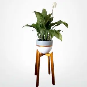JUEGO VENDOME (Planta Espatifilo + Parante + Maceta) | 1.25mts