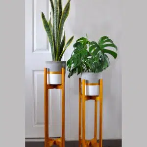 JUEGO TRIUNFO II (Planta sanseveria + monstera + Maceta + parante) | 1.50mts