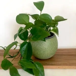 JUEGO MOULIN ROUGE (Planta pothus + maceta arcilla) | 30cm