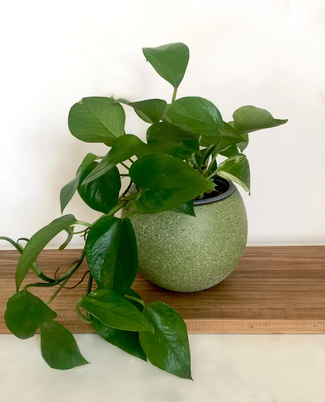 JUEGO MOULIN ROUGE (Planta pothus + maceta arcilla) | 30cm