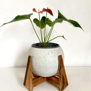 JUEGO BURDEOS (Planta anturio + maceta arcilla+ parante) | 48cm