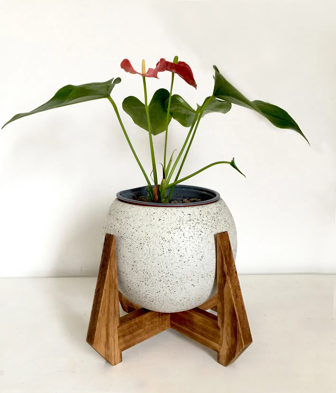 JUEGO BURDEOS (Planta anturio + maceta arcilla+ parante) | 48cm