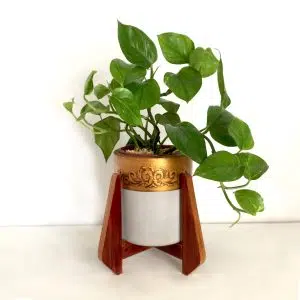 JUEGO LOIRA (Planta pothus + maceta concreto + parante) | 55 cm