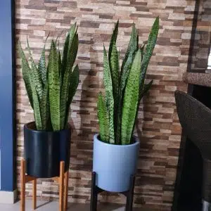JUEGO ELISEOS (Planta sanseveria + maceta arcilla + parante) | 120 cm