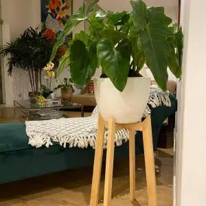 JUEGO NORMANDIA (Planta filodendro + maceta arcilla + parante) | 120 cm