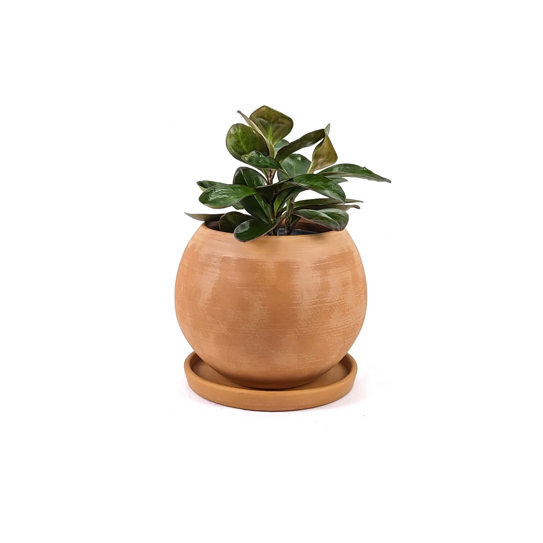 Macetas Esfera Terracota - Imagen 5
