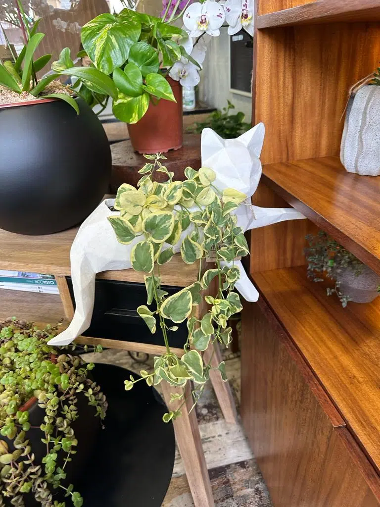Maceta Pet Friendly Minino + Suculenta | 32cm - Imagen 3