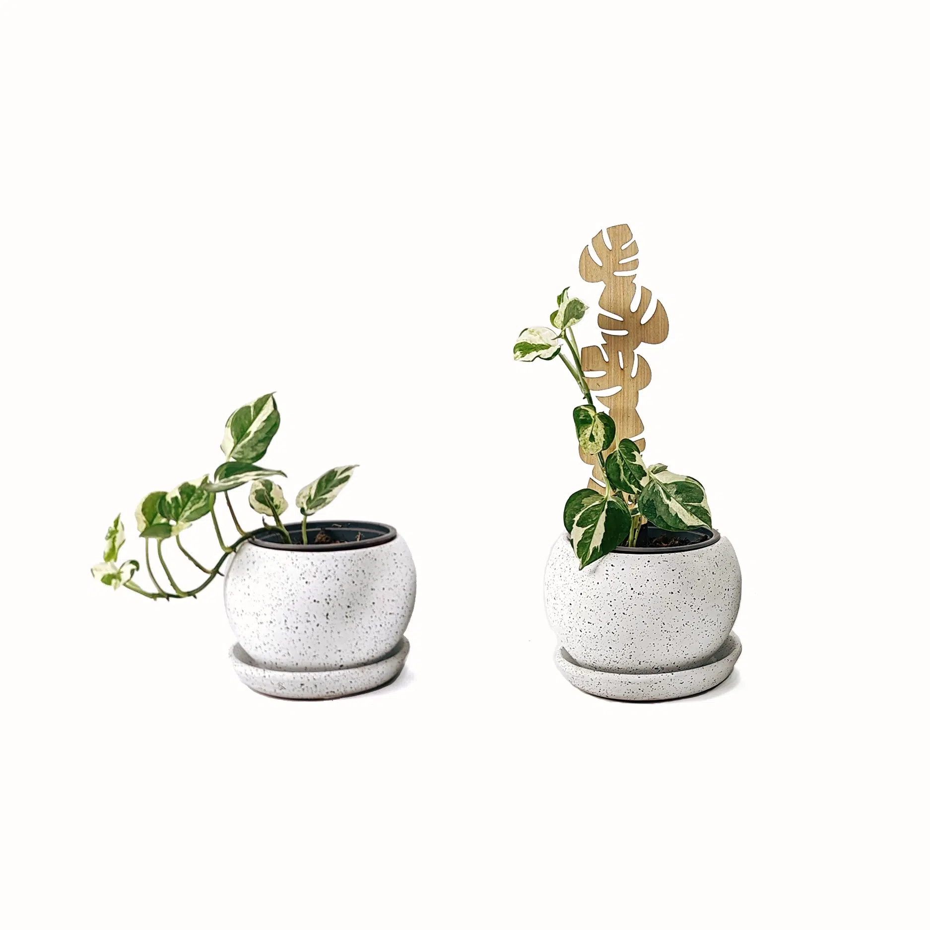 Soporte Hoja -tutor/parante | 30cm