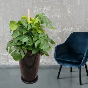 Alternative view of Monstera + Maceta Malva | 1.20mts