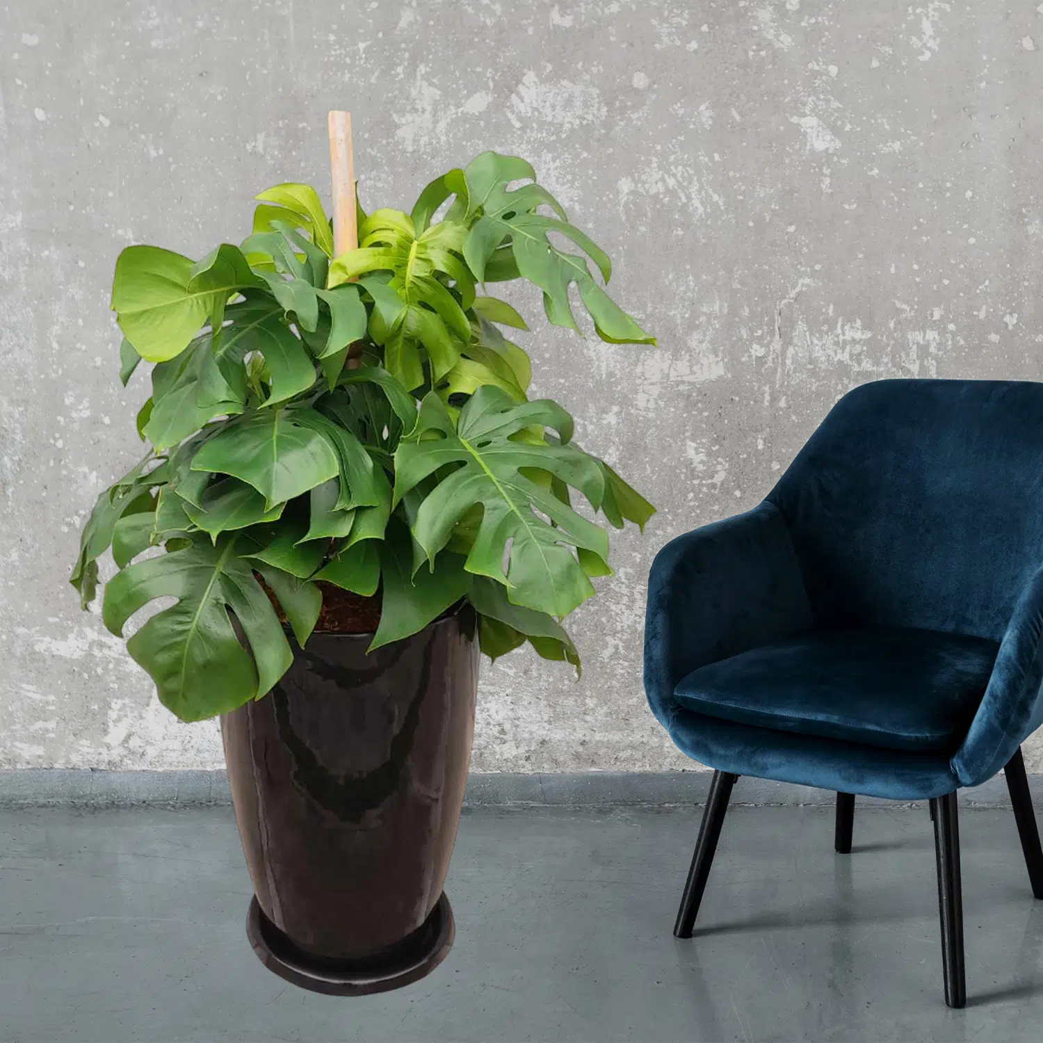 Monstera + Maceta Malva | 1.20mts - Imagen 2