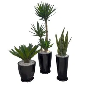 Combo 5: 3 Plantas de Exterior Maceta Fibra de Vidrio | 1.70mt