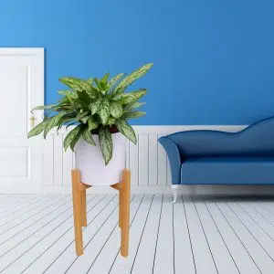 Alternative view of Aglaonema en maceta y pedestal | 1 mts