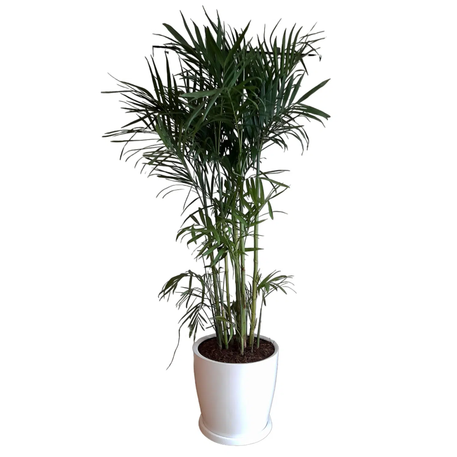 Palmera Bambu en maceta huevo | 1.70mts