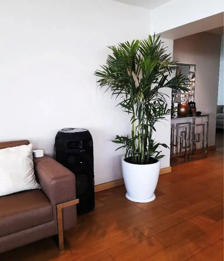 Palmera Bambu en maceta huevo | 1.70mts - Imagen 2