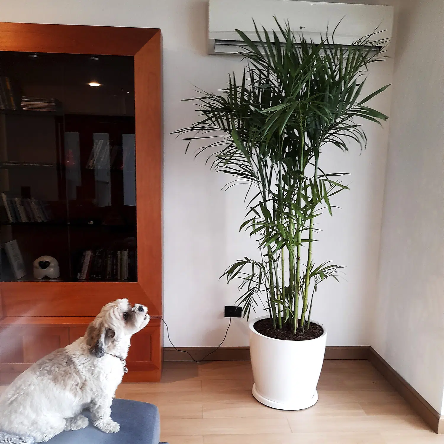 Palmera Bambu en maceta huevo | 1.70mts - Imagen 3
