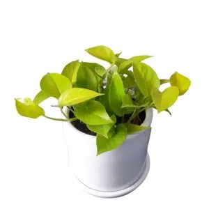 Boa Neón en maceta blanca | 25cm