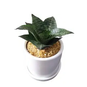 Sansevieria enana en maceta blanca | 20cm