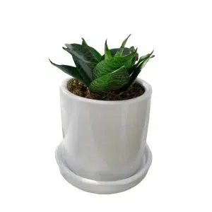 Alternative view of Sansevieria enana en maceta blanca | 20cm