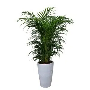 Palmera Hawaiana Maceta Cono | 1.3 mts