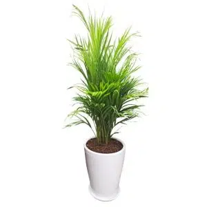 Alternative view of Palmera Hawaiana Maceta Cono | 1.3 mts