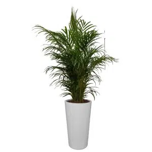 Palmera Hawaiana en maceta blanca | 1.4 mts