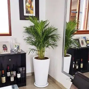 Alternative view of Palmera Hawaiana en maceta blanca | 1.4 mts