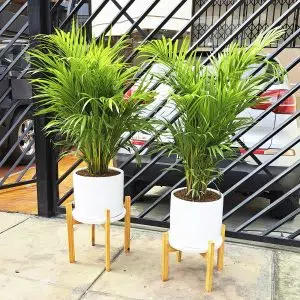 Alternative view of Palmera hawaiana en maceta y pedestal | 1.5 mts