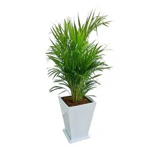 Palmera Hawaiana en maceta blanca | 1.5 mts