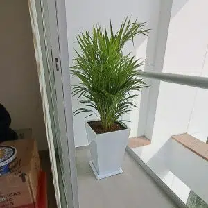 Alternative view of Palmera Hawaiana en maceta blanca | 1.5 mts