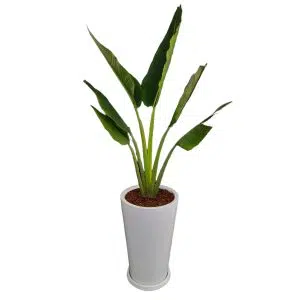Palmera Viajera + Maceta Piramide Blanco | 1.60 mts