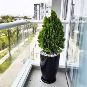 Alternative view of Thuja Dorada + Maceta Malva Negro | 1.00 mts