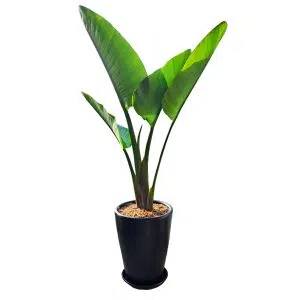 Palmera Sterlizia Gigante en maceta negra | 1.50 cm