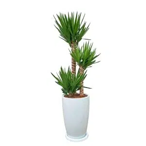 Yucca Elephantipes + Maceta Malva Blanco | 1.60 mts