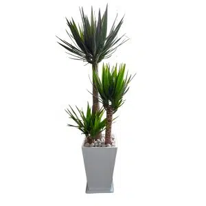 Yucca Elephantipes | 1.60 mts