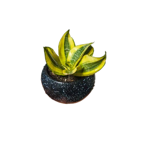 Sansevieria trifasciata enana | 10 cms