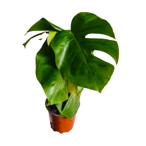 Monstera deliciosa o Costilla de Adán | 95cm