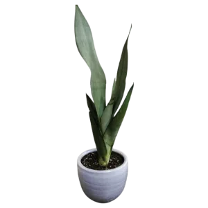 Sansevieria Moonshine | 55 cms