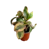 Peperomia clusiifolia o tricolor | 15 cm