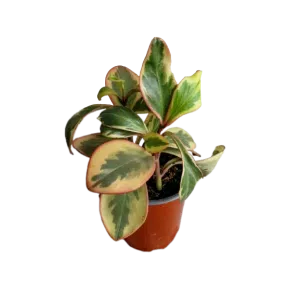 Peperomia clusiifolia o tricolor | 15 cm
