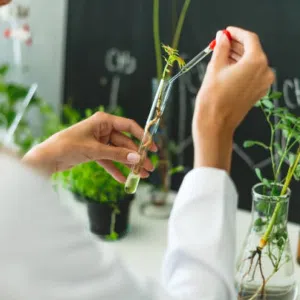 Doctor de plantas: Evaluación y diagnóstico de plantas