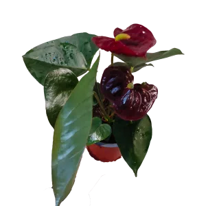 Anturio chocolate | 36cms.